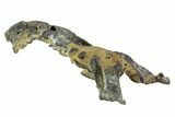 Fossil Mud Lobster (Thalassina) - Australia #95781-1